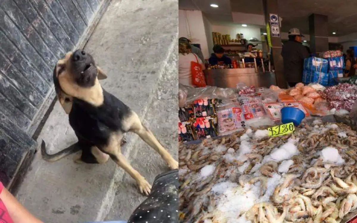 Pichirilo es el perrito que vende pescados y mariscos junto a su dueña en Tampico Captura de pantalla TikTok y Crisanta Espinosa, Cuartoscuro.com Archivo